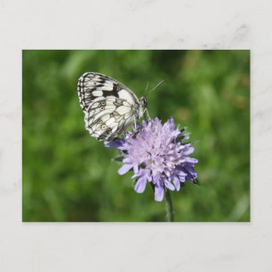 Postal Melanargia galathea