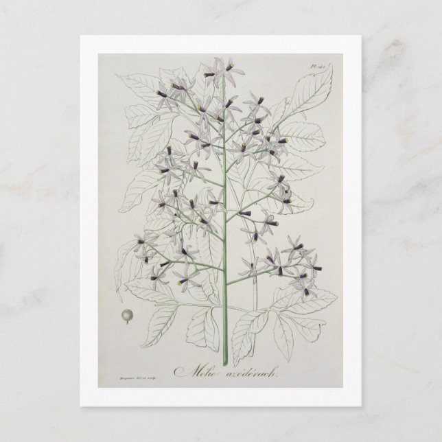 Postal Melia Azedarach de 'Phytographie Medicale' de Jo (Anverso)