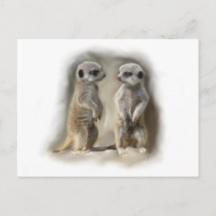 Postal Mellitus de Meerkat