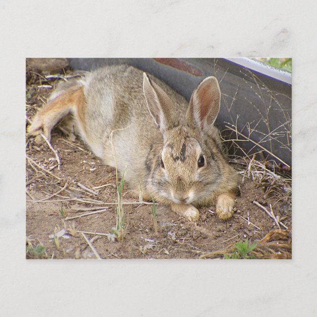 Postal Mellow Bunny (Anverso)