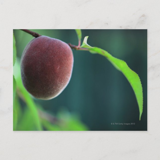 Postal Melocotón en un árbol de melocotón (Anverso)