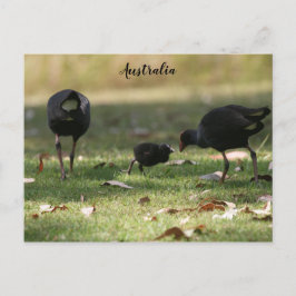Postal Melocotón púrpura australiano y polluelo de bebé