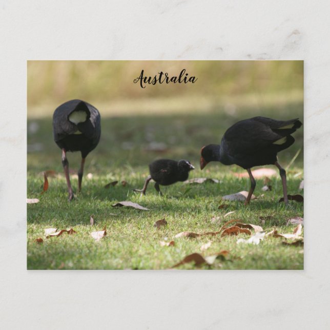 Postal Melocotón púrpura australiano y polluelo de bebé (Anverso)