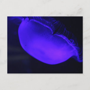 Postal Melocotonería # 6