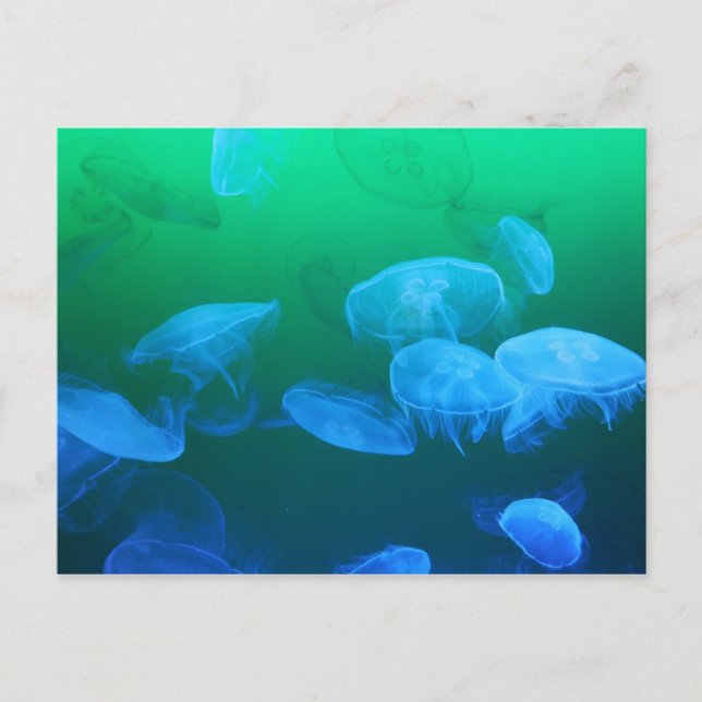 Postal Melocotonería transparente (Anverso)