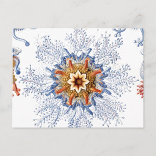 Postal Melocotones en Naranja y azul