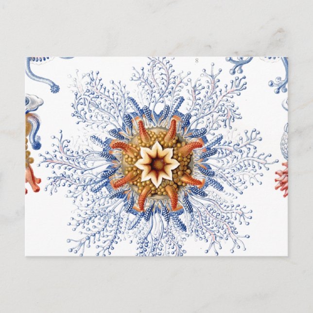 Postal Melocotones en Naranja y azul (Anverso)