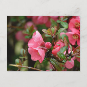 Postal Membrillo de floración rosa en primavera