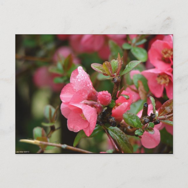 Postal Membrillo de floración rosa en primavera (Anverso)