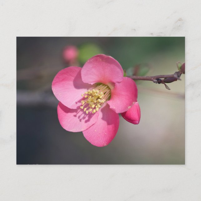 Postal Membrillo Florecido Rosa Perfecto (Anverso)