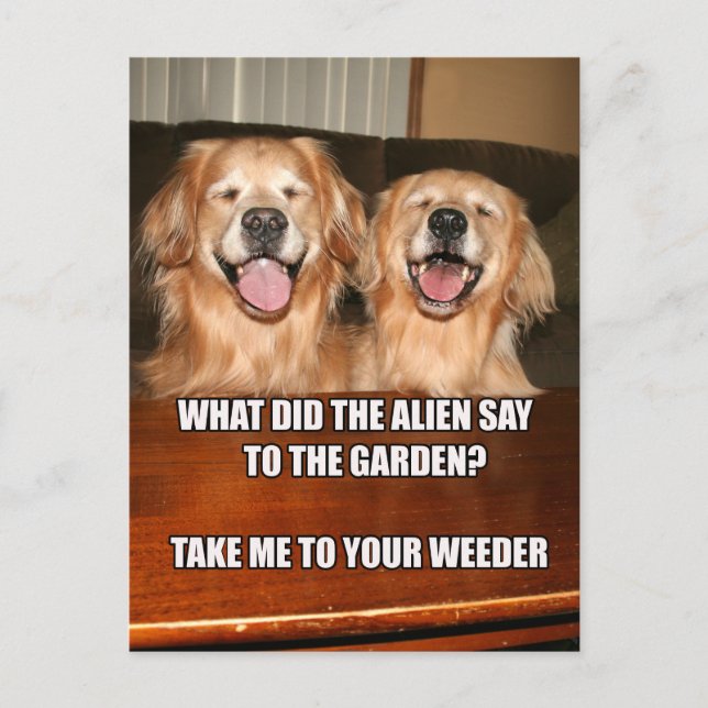 Postal Meme de Chiste Alien Funny Golden Retriever (Anverso)