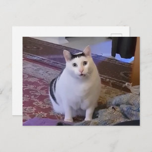 Postal Meme De Gato De La Postcard