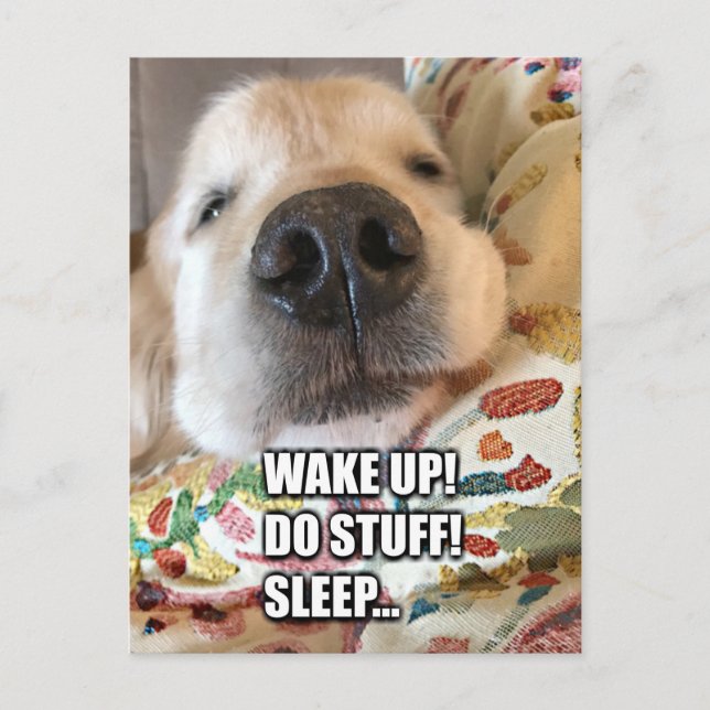 Postal Meme motivacional de perro de Golden Retriever (Anverso)