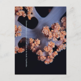 Postal Memoria del Océano / Coral blando #001