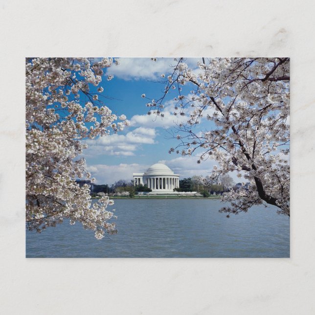 Postal Memorial de Thomas Jefferson con flores de cerezo (Anverso)