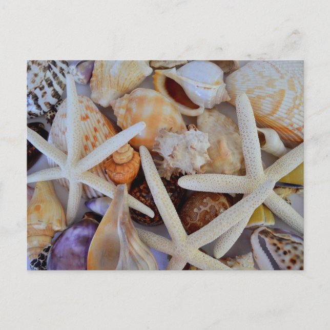 Postal Menagerie Sea Life (Anverso)