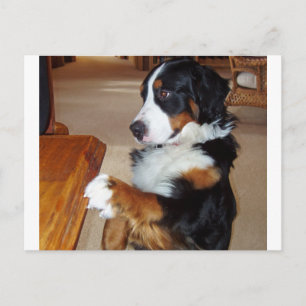 Postal mendicidad de perro de montaña-bernese.png
