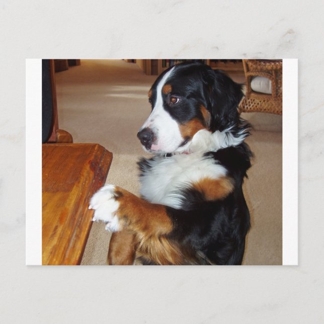 Postal mendicidad de perro de montaña-bernese.png (Anverso)