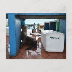 Postal Mendigar león marino de Galápagos