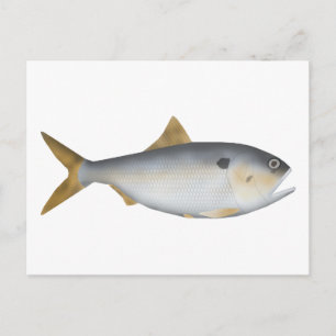 Postal Menhaden argentino