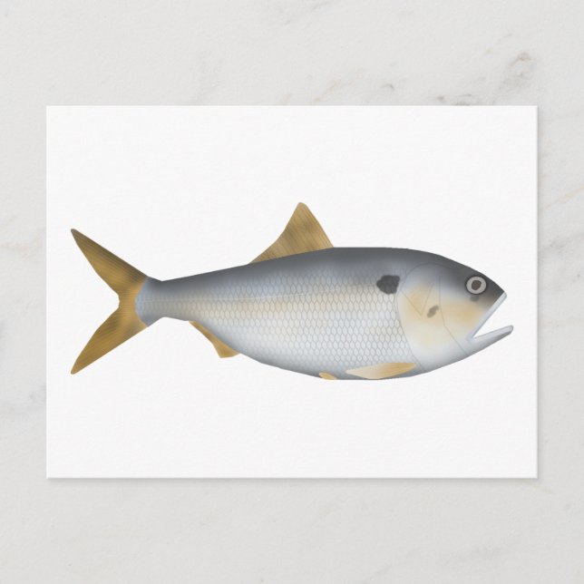 Postal Menhaden argentino (Anverso)