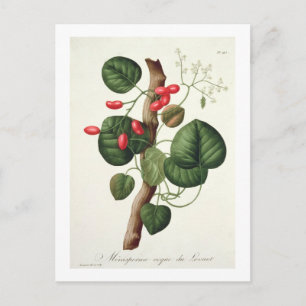 Postal Menispermum de 'Phytographie Medicale' de Joseph