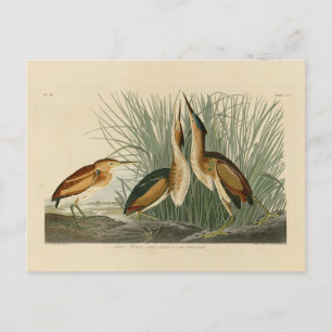 Postal Menos amargo de los pájaros de América de Audubon