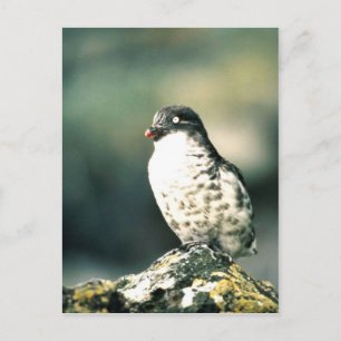 Postal Menos Auklets