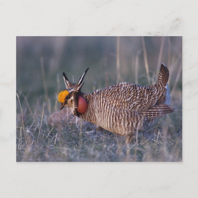 Postal Menos Prairie-Chicken, Tympanuchus (Anverso)