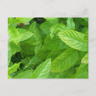 Postal Menta