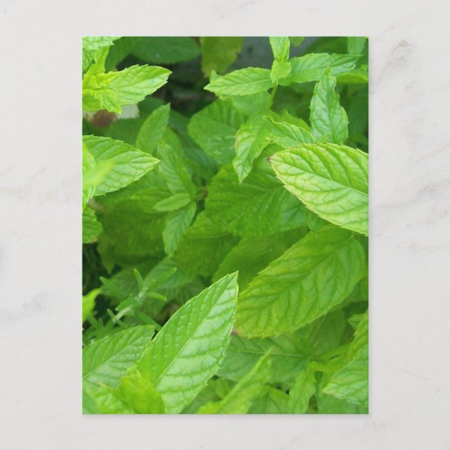 Postal Menta (Anverso)