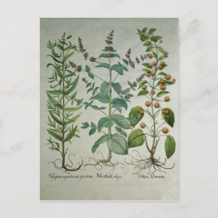 Postal Menta: Crispa del Mentha