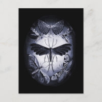 Mentes de hongos en el crepúsculo