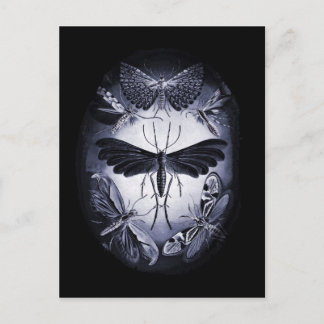 Postal Mentes de hongos en el crepúsculo