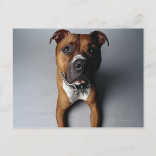 Postal Mentira de Pit Bull Terriing