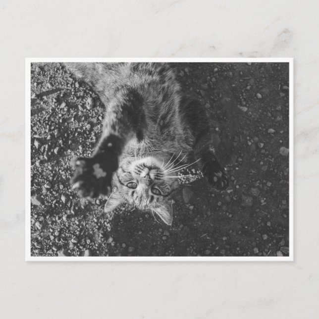 Postal Meow (Anverso)
