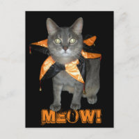 Meow Costume Cat