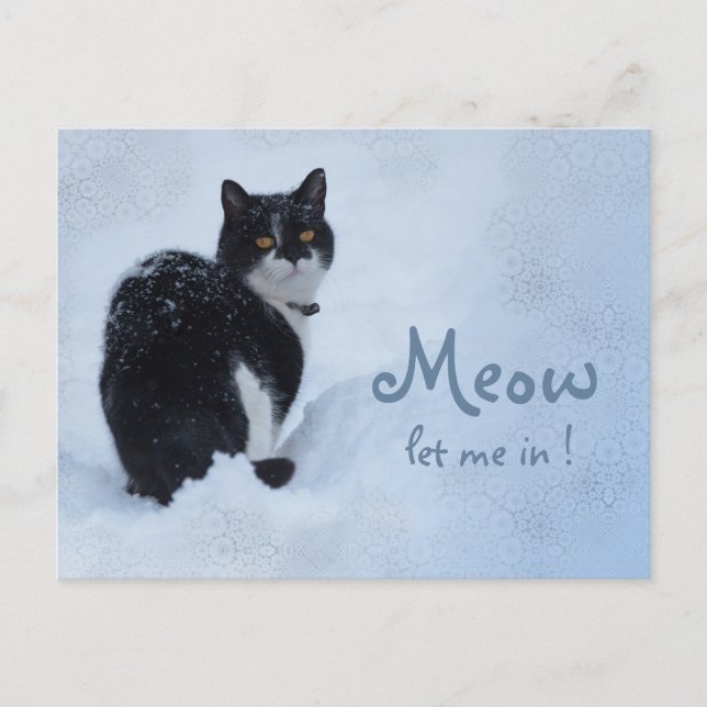 Postal ¡Meow Déjame entrar! Pensamientos de gato CC0826 (Anverso)
