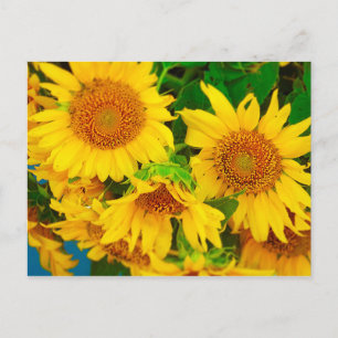 Postal Mercado de la ciudad de Sunflowers Mercado de Agri