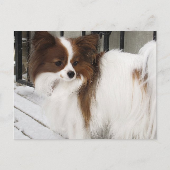 Postal Mercancía de la perrera del héroe del beso de (Anverso)