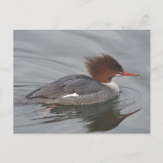 Postal Merganser común (Anverso)