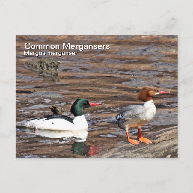 Postal Merganser común (Anverso)
