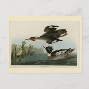 Postal Merganser de pecho rojo, los pájaros de América de