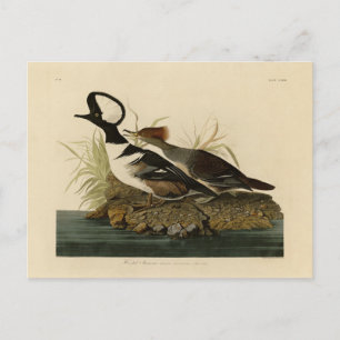 Postal Merganser encapuchado - de los pájaros de Estados