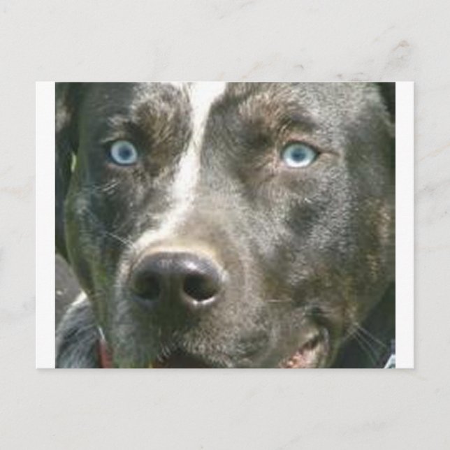 Postal merle azul catahoula.png (Anverso)
