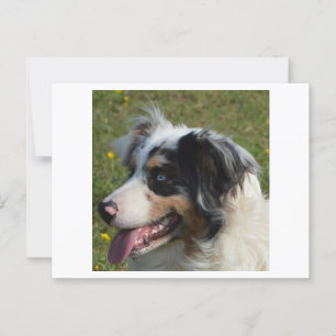 Postal Merle azul Shepherd norteamericano en miniatura
