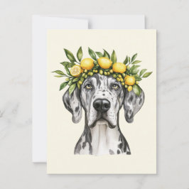 Postal Merle Great Dane Dog Lemon Crown