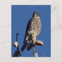 postal Merlin
