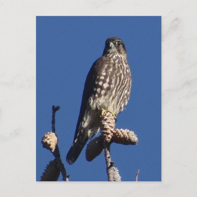 postal Merlin (Anverso)