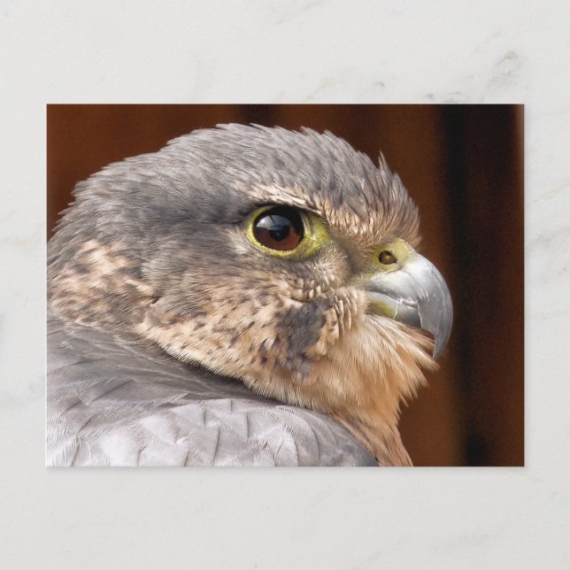 POSTAL MERLIN FALCON BIRD DE PRESA (Anverso)